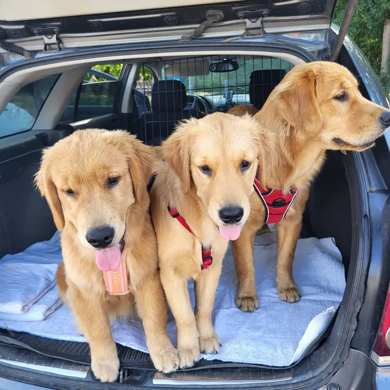 Drei Golden Retriever im Auto