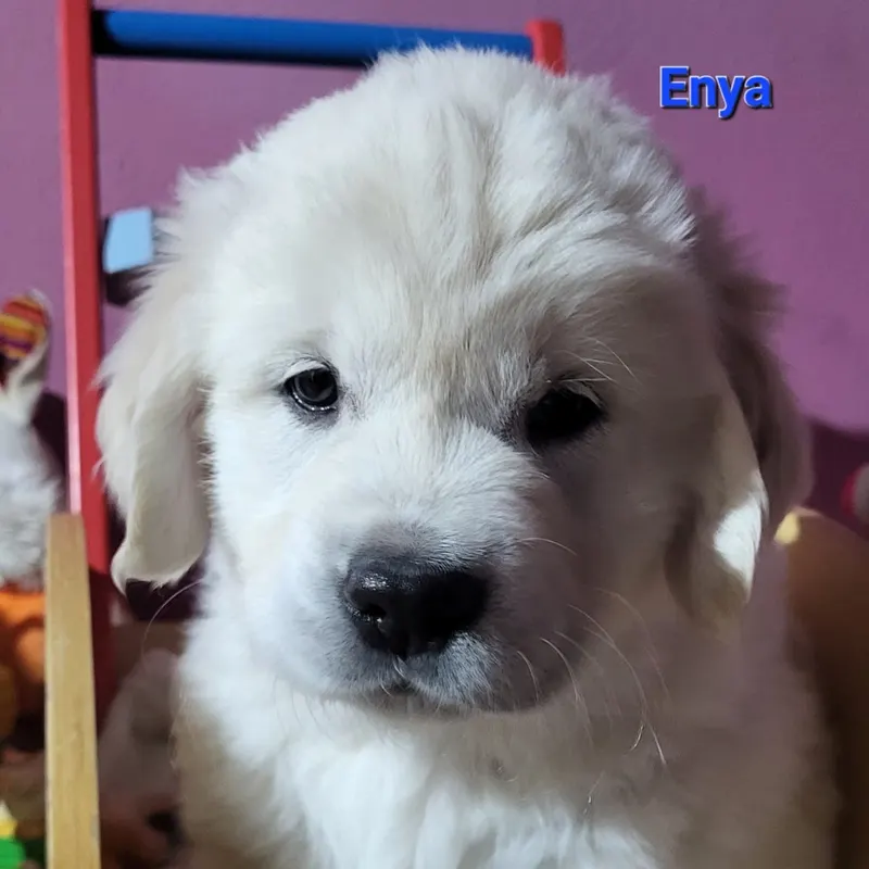 Enya