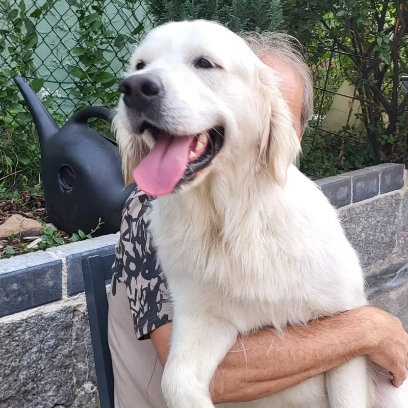 Golden Retriever umarmt sein Frauchen