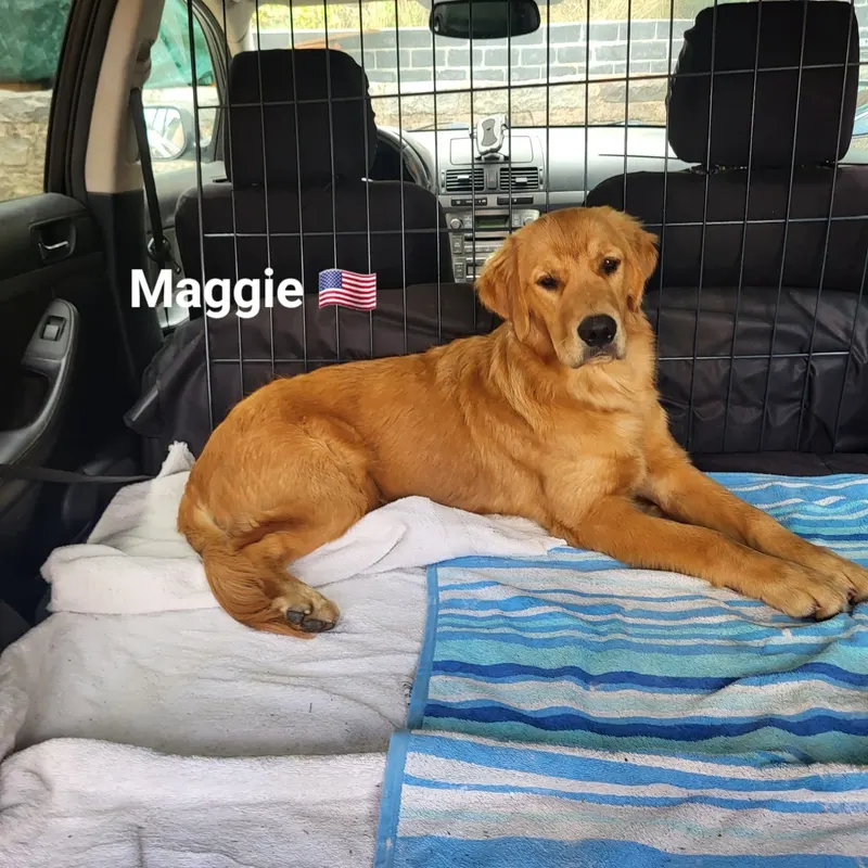 Maggie, die amerikanische Linie