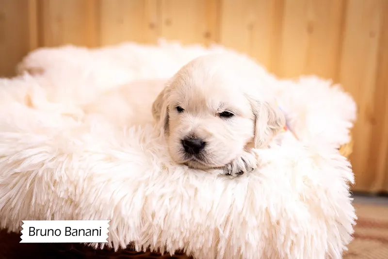 Welpe Bruno Banani beim Fotoshooting